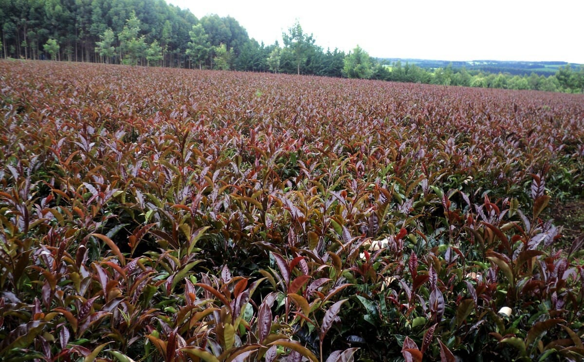 Introducing Purple Tea and It's Skincare Benefits!